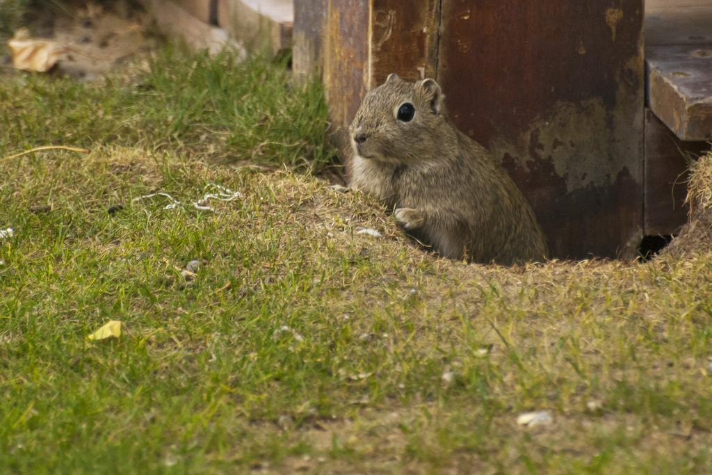 La Posada De Madryn Puerto Madryn Zewnętrze zdjęcie